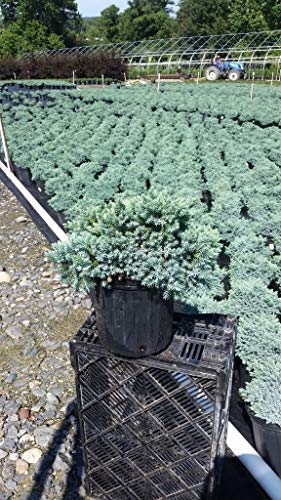 Blue Star Juniper plant with rich silvery‑blue needles in a nursery pot