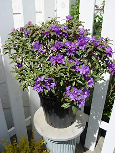Bluish-purple rhododendron blooms clustered on stem