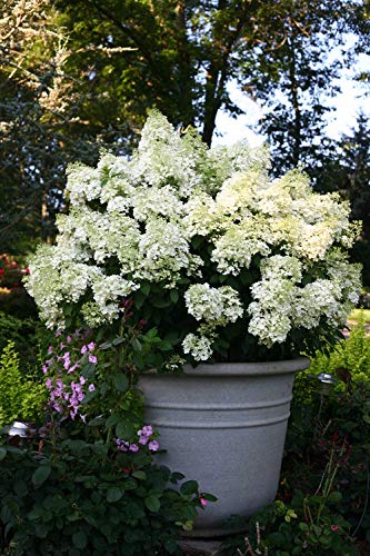 Bobo® Hardy Hydrangea – Green Promise Farms