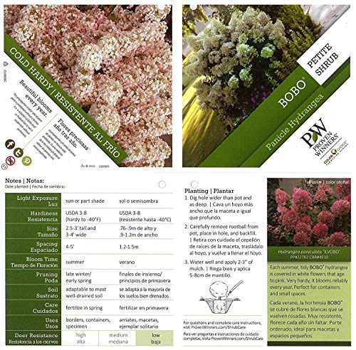 Bobo® Hardy Hydrangea plant info