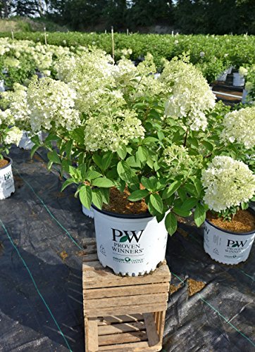 Bobo® Hardy Hydrangea viewed from above