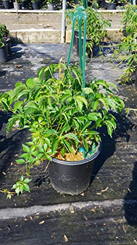 Boston Ivy climbing vine leaves