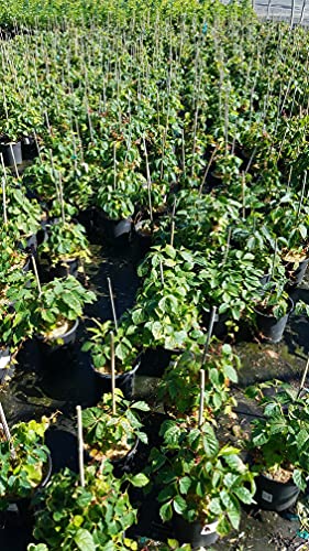 Boston Ivy plant side angle in pot