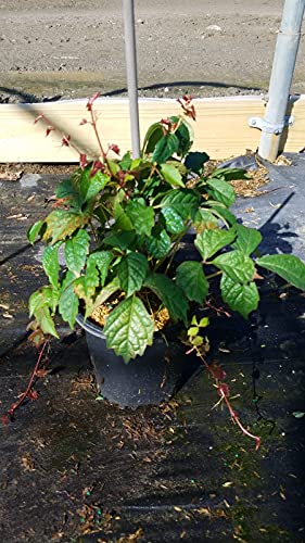 Boston Ivy shrub in container, front view