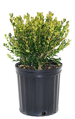 Boxwood plant in pot with visible soil and trunk base