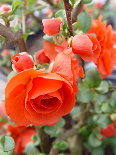 柘植　切花 Double Take Orange™ Quince – Green Promise Farms