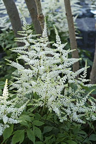 Bridal Veil Astilbe showing white blooms