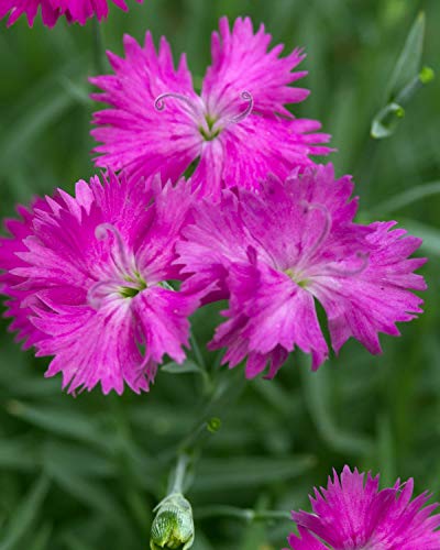 Bright magenta flowers from the Dianthus species, likely a 'Neon Star' pink, with a tight mound of gray-blue foliage in the background.