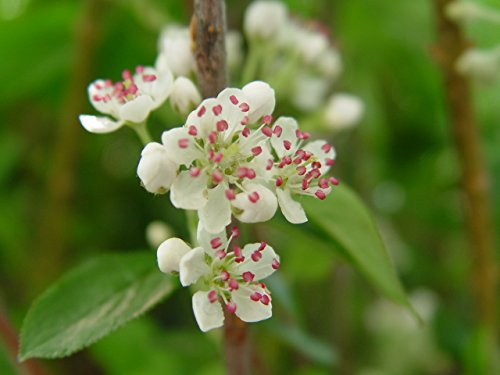 Brilliantissima Red Chokeberry flower close up