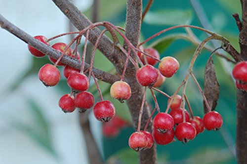 Brilliantissima Red Chokeberry fruit