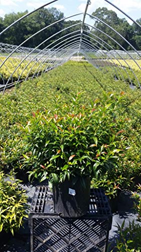 Burning Love Japanese Leucothoe in nursery