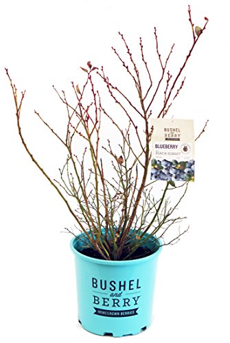 Bushel and Berry® Peach Sorbet® blueberry plant defoliated