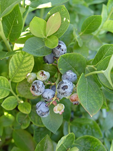 Bushel and Berry® Peach Sorbet® blueberry plant from above, highlighting leaf texture