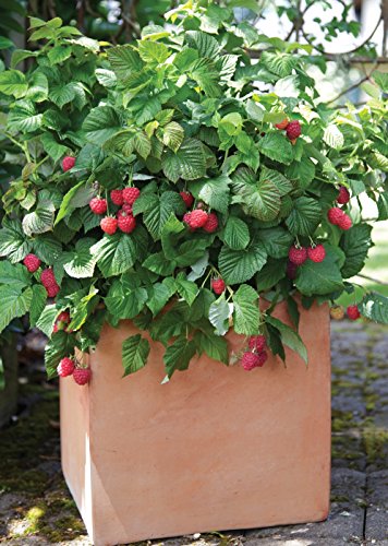 Bushel and Berry Raspberry Shortcake thornless raspberry plant in container
