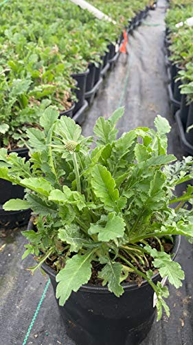 Butterfly Blue pincushion flower plant in container with blue‑lavender blooms