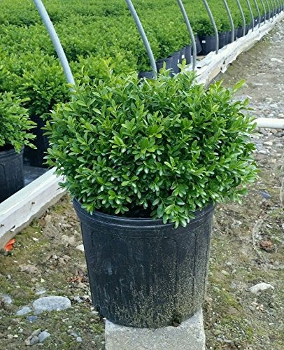 Buxus microphylla Tide Hill