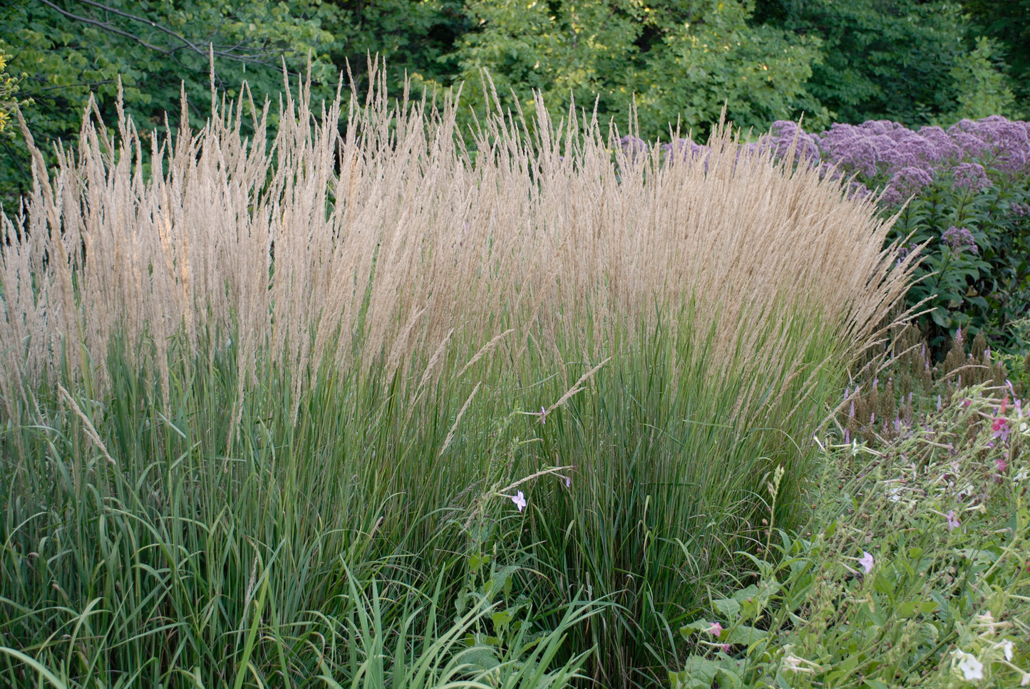 Karl Foerster Feather Reed Grass