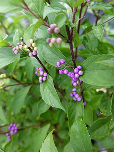 Callicarpa dich. Early Amethyst