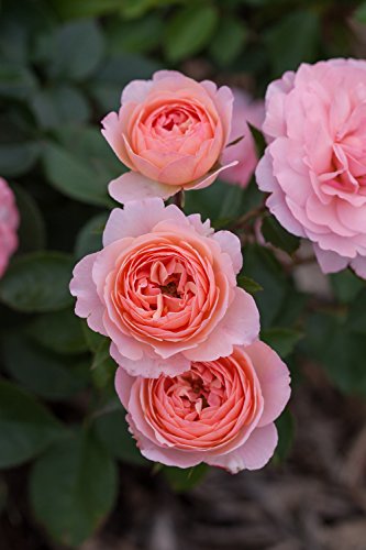 Calypso Shrub Rose flower close up