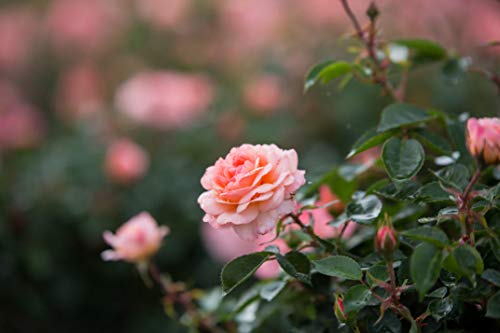 Calypso Shrub Rose flower focus
