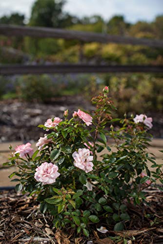 Calypso Shrub Rose in the landscape