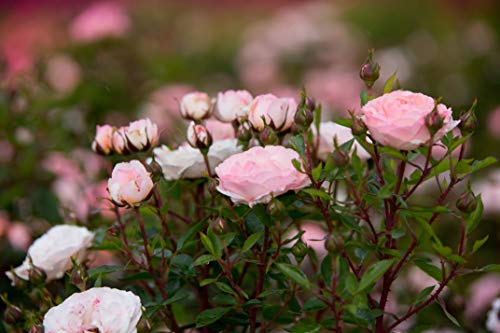 Calypso Shrub Rose light pink flower color