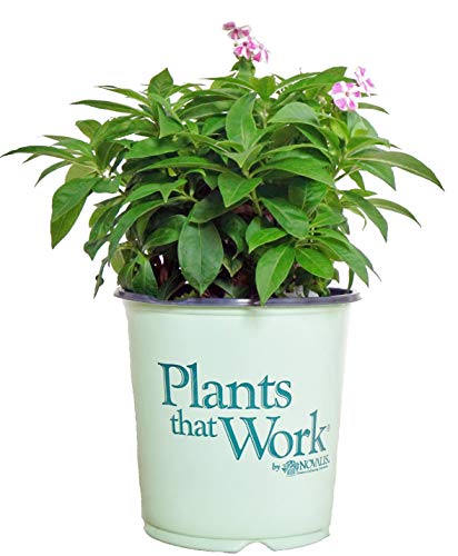 Candy Stripe Moss Phlox in branded pot