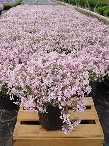 Candy Stripe Moss Phlox plant displaying dense green foliage and blossoms 