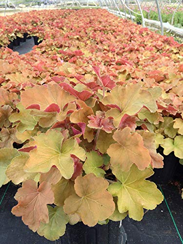 Caramel Coral Bells colorful foliage