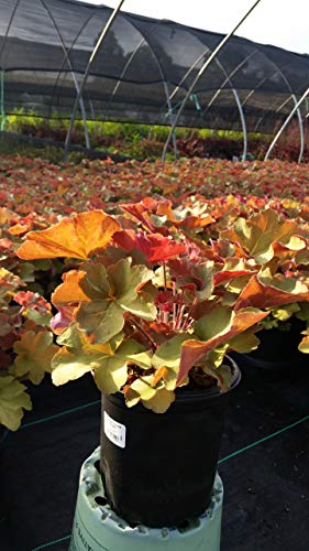Caramel Coral Bells colorful foliage in the nursery