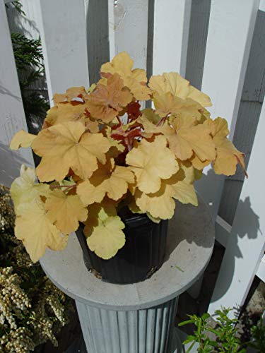 Caramel Coral Bells in outdoor settings
