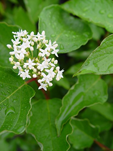 Cardinal Red Twig Dogwood with small white flowers