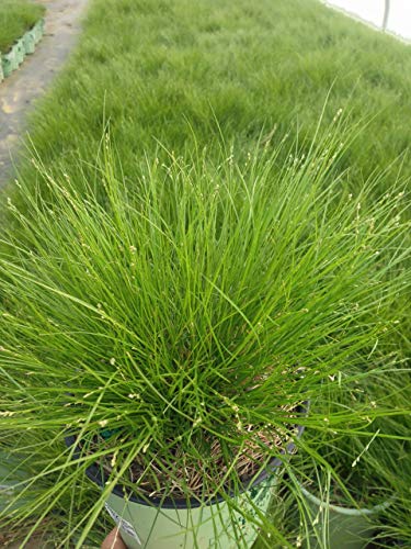 Carex appalachica