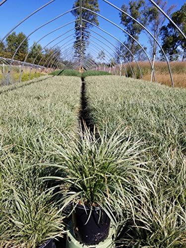 Carex morowii Silver Sceptre