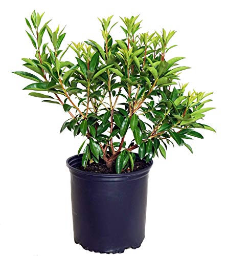 Carousel Mountain Laurel in pot