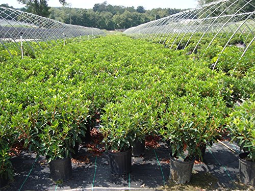 Carousel Mountain Laurel plant in container in the nursery