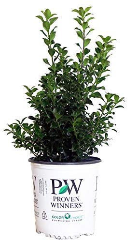 Castle Spire® Holly in branded pot
