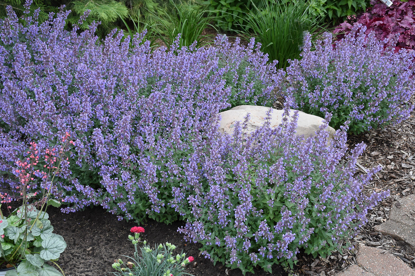 Catmint plant with aromatic gray-green foliage and blue blooms