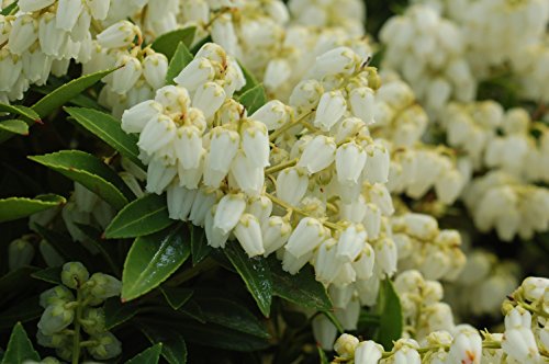 Cavatine Dwarf Andromeda flower close up