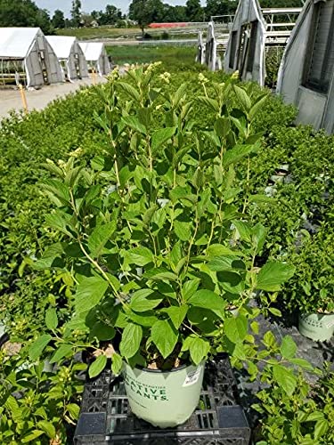 Ceanothus americanus