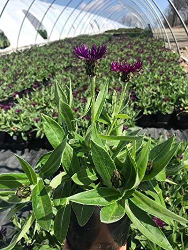 Centaurea Amethyst Dream