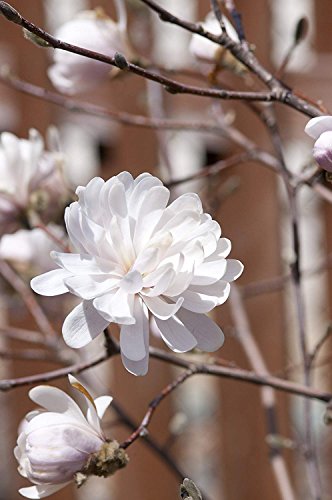 Centennial Blush™ magnolia tree with buds and blossoms