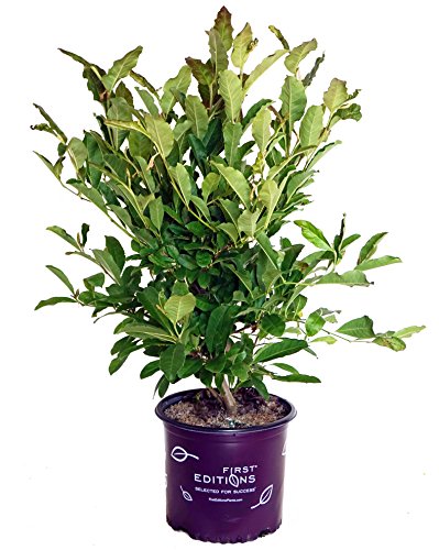 Centennila Blush™ Magnolia in branded pot
