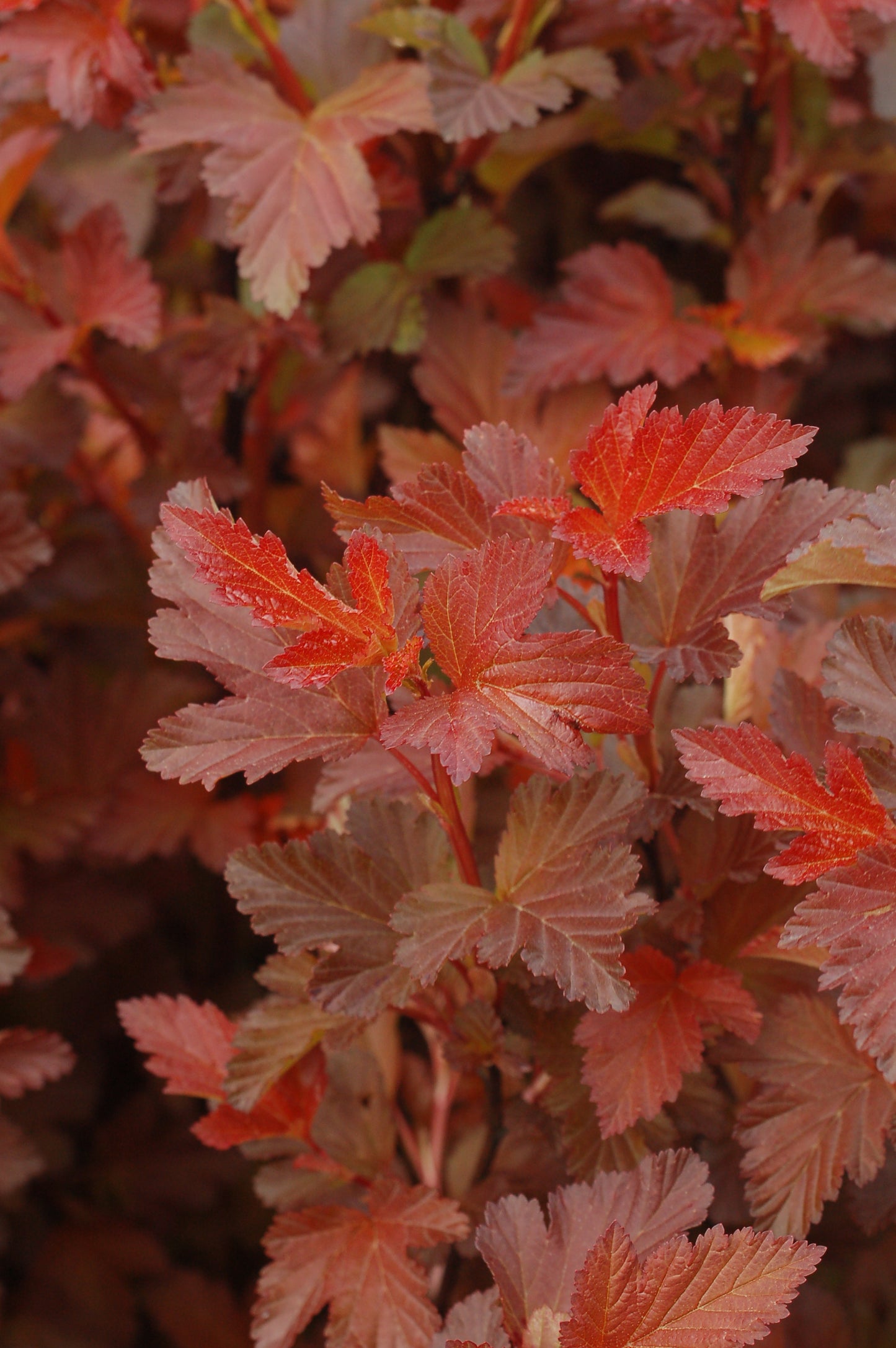 Center Glow Ninebark red foliage