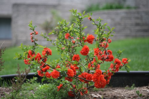 Chaenomeles speciosa Double Take Orange™