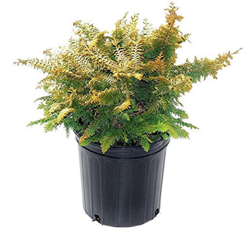 Chamaecyparis obt. Fernspray Gold