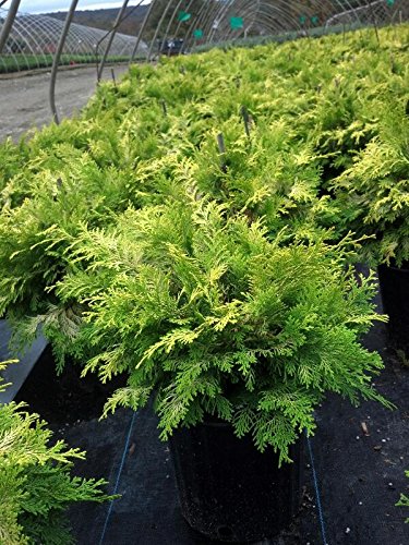 Chamaecyparis obtusa 'Crippsii' foliage