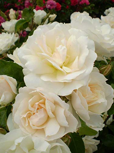 Champagne Wishes Shrub Rose flower close up