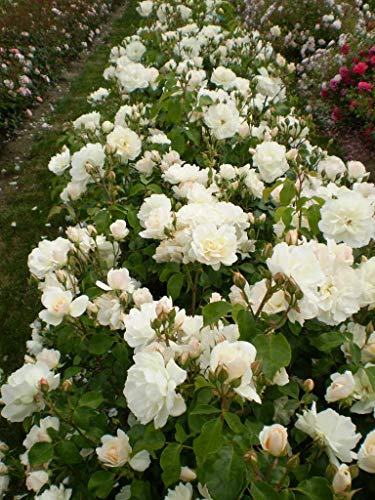 Champagne Wishes Shrub Rose full of blooms