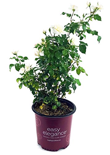 Champagne Wishes Shrub Rose in branded pot